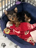 Stewart, a male Yorkshire Terrier for sale in Earling, IA – Photo 6 of 7