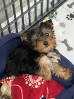 Stewart, a male Yorkshire Terrier for sale in Earling, IA – Photo 5 of 7