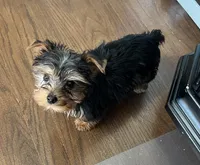 Stewart, a male Yorkshire Terrier for sale in Earling, IA – Photo 3 of 7