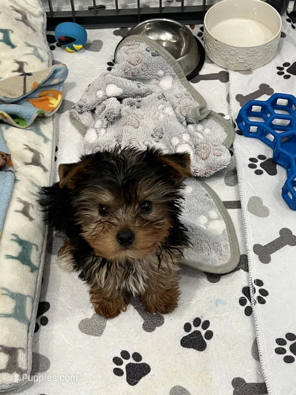 Stewart – Yorkshire Terrier puppy for sale in Earling, IA