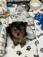 Stewart, a male Yorkshire Terrier for sale in Earling, IA – Photo 1 of 7