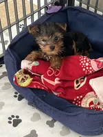Stewart, a male Yorkshire Terrier for sale in Earling, IA – Photo 7 of 7
