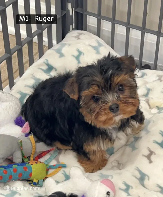 Ruger – Yorkshire Terrier puppy for sale in Earling, IA