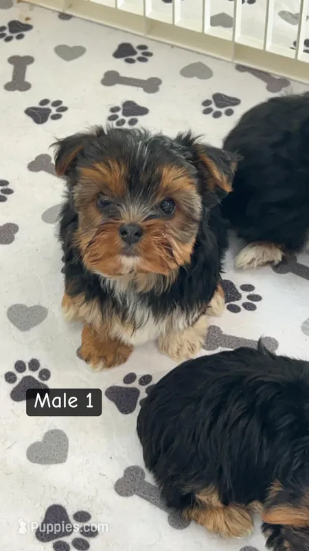 Ruger – Yorkshire Terrier puppy for sale in Earling, IA