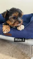 Ruger, a male Yorkshire Terrier for sale in Earling, IA – Photo 2 of 3