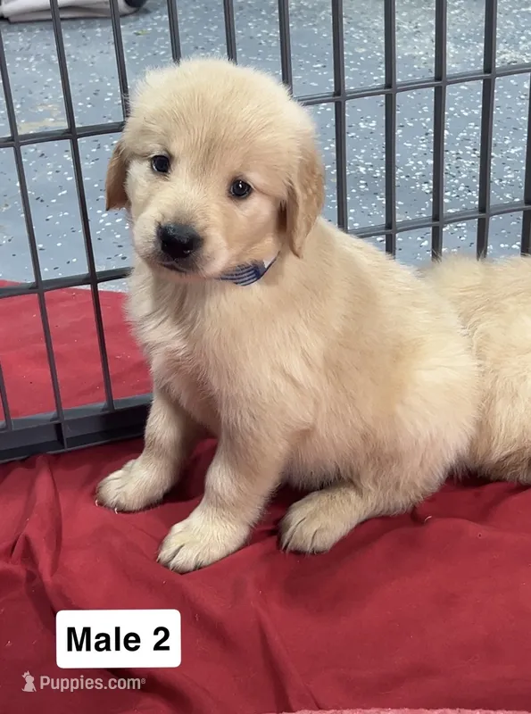 Bentley – Golden Retriever puppy for sale in Earling, IA