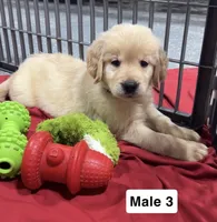  Baxter, a male Golden Retriever for sale in Earling, IA – 2 of 4