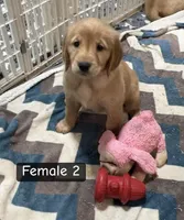 Bryn , a female Golden Retriever for sale in Earling, IA – Photo 1 of 4