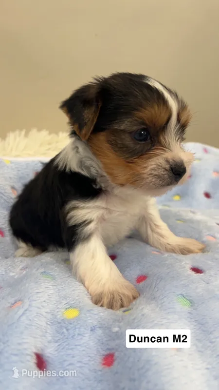 Duncan – Yorkshire Terrier puppy for sale in Earling, IA
