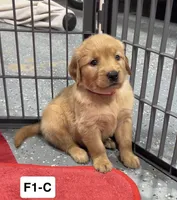 Poppy, a female Golden Retriever for sale in Earling, IA – 1 of 3