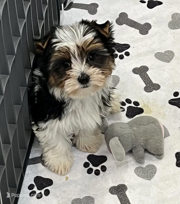 Abbie – Yorkshire Terrier puppy for sale in Earling, IA