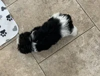 Abbie, a female Yorkshire Terrier for sale in Earling, IA – Photo 2 of 2