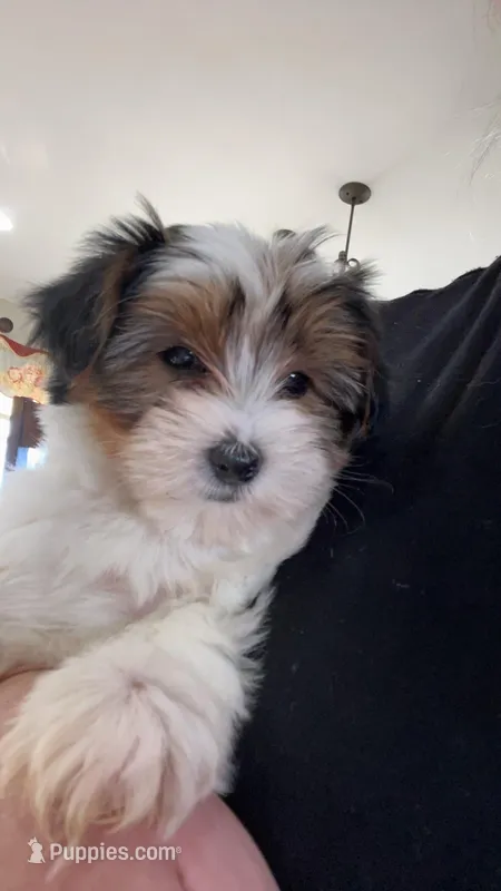 Abbie – Yorkshire Terrier puppy for sale in Earling, IA