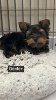 Dexter, a male Yorkshire Terrier for sale in Earling, IA – Photo 2 of 2