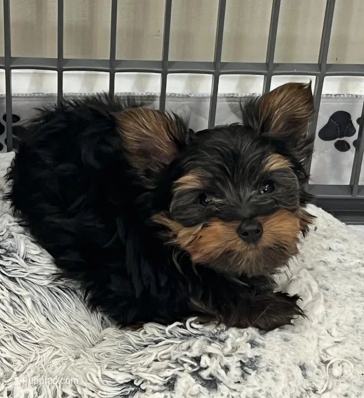 Dexter – Yorkshire Terrier puppy for sale in Earling, IA
