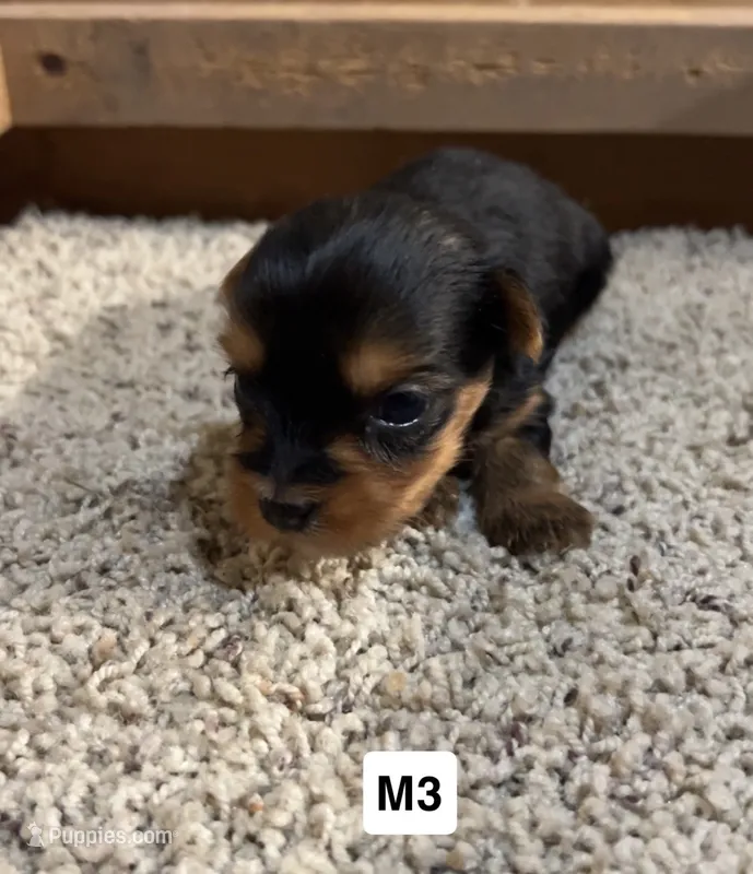 Dash – Yorkshire Terrier puppy for sale in Earling, IA