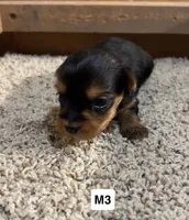 Dash, a male Yorkshire Terrier for sale in Earling, IA – 1 of 2