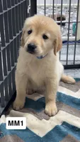 Stetson, a male Golden Retriever for sale in Earling, IA – 3 of 4