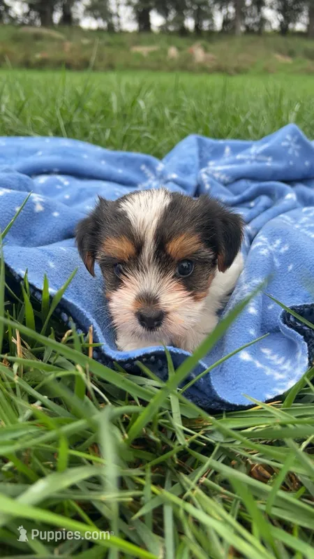 Gemma – Yorkshire Terrier puppy for sale in Earling, IA