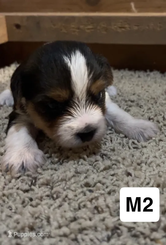 Duncan – Yorkshire Terrier puppy for sale in Earling, IA