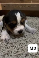 Duncan, a male Yorkshire Terrier for sale in Earling, IA – 1 of 4