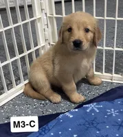 Cade, a male Golden Retriever for sale in Earling, IA – 3 of 4