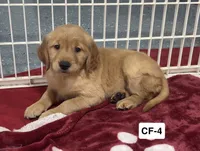Lily, a female Golden Retriever for sale in Earling, IA – 4 of 4