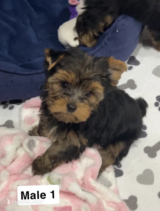 Harry – Yorkshire Terrier puppy for sale in Earling, IA