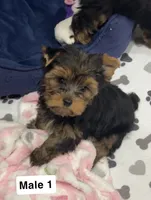 Harry, a male Yorkshire Terrier for sale in Earling, IA – 1 of 2