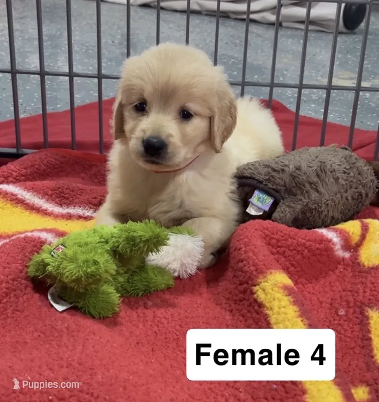 Brinley – Golden Retriever puppy for sale in Earling, IA