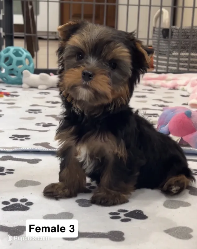 Whitney – Yorkshire Terrier puppy for sale in Earling, IA