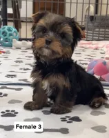 Whitney, a female Yorkshire Terrier for sale in Earling, IA – 1 of 4