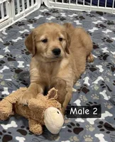 Walt, a male Golden Retriever for sale in Earling, IA – Photo 2 of 2