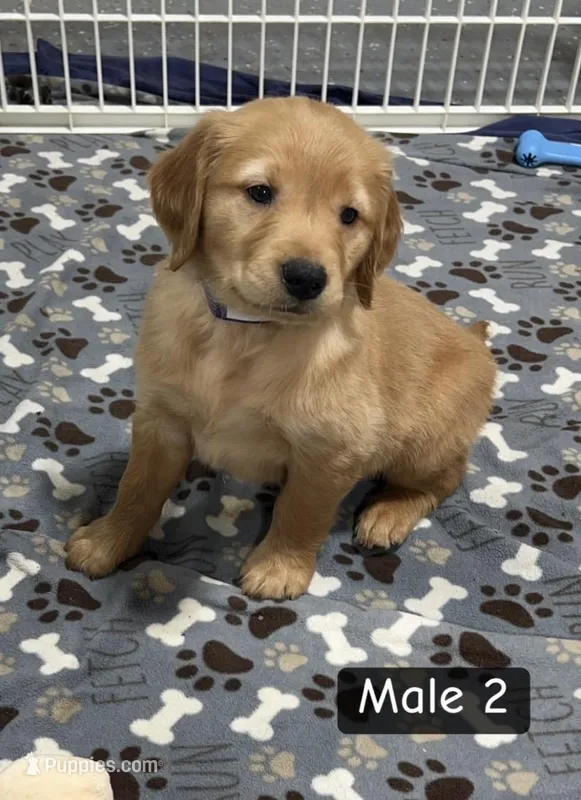 Walt – Golden Retriever puppy for sale in Earling, IA