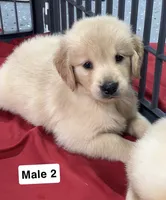 Bentley, a male Golden Retriever for sale in Earling, IA – 4 of 4