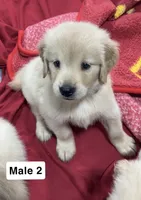 Bentley, a male Golden Retriever for sale in Earling, IA – 3 of 4