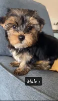 Baxter , a male Yorkshire Terrier for sale in Earling, IA – 3 of 5