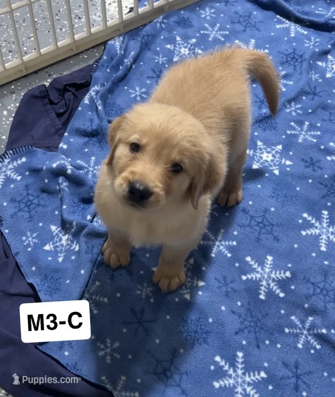 Cade – Golden Retriever puppy for sale in Earling, IA