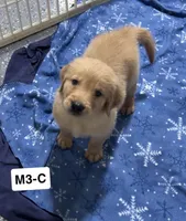 Cade, a male Golden Retriever for sale in Earling, IA – 1 of 4
