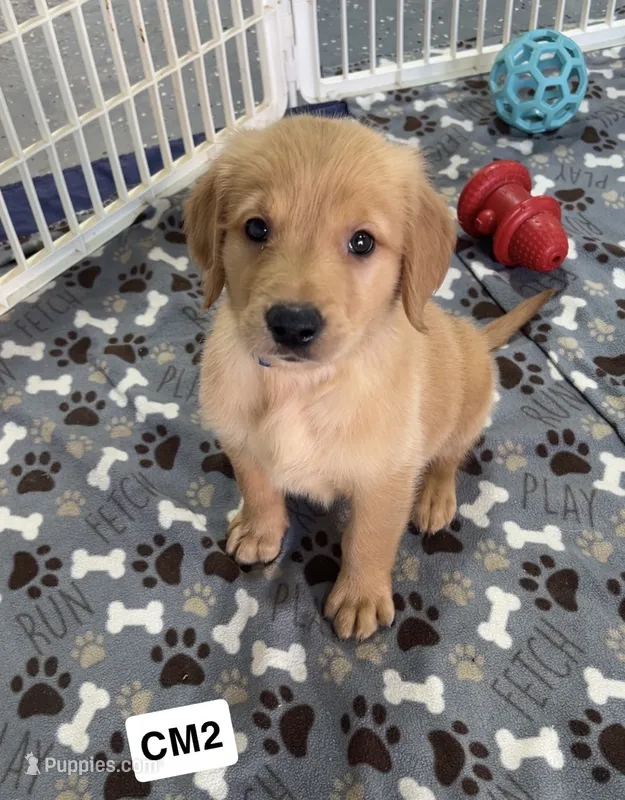 Ant – Golden Retriever puppy for sale in Earling, IA