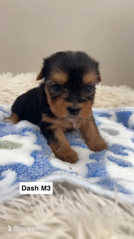 Dash – Yorkshire Terrier puppy for sale in Earling, IA
