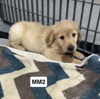 Tex, a male Golden Retriever for sale in Earling, IA – 3 of 3