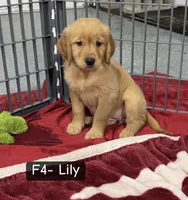 Lily, a female Golden Retriever for sale in Earling, IA – 2 of 4