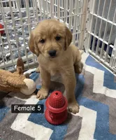 Sadie, a female Golden Retriever for sale in Earling, IA – Photo 1 of 2