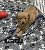 Sadie, a female Golden Retriever for sale in Earling, IA – Photo 2 of 2