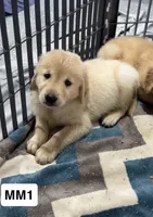 Stetson, a male Golden Retriever for sale in Earling, IA – 4 of 4