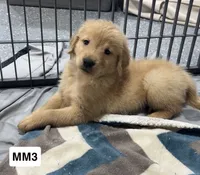 Rip, a male Golden Retriever for sale in Earling, IA – 2 of 3
