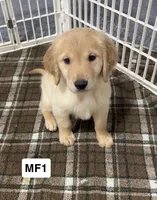 Cheyenne, a female Golden Retriever for sale in Earling, IA – 2 of 3