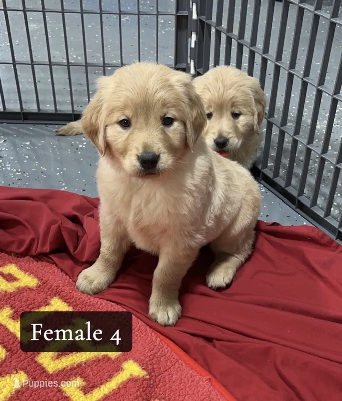 Feta – Golden Retriever puppy on hold in Earling, IA