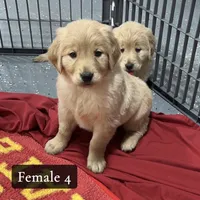 Feta, a female Golden Retriever for sale in Earling, IA – Photo 1 of 3